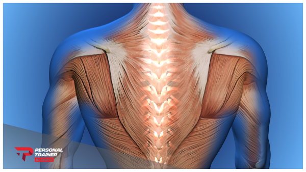 anatomia-della-schiena